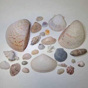 Nautical Seashell Decor Starfish Lot Mixed Sizes Colors Half Clam 25‎ Pieces